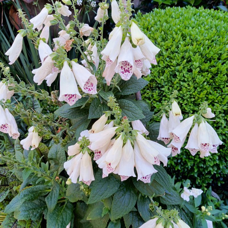 Camelot Lavender Foxglove image