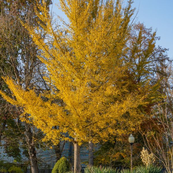 Sky Tower Ginkgo image