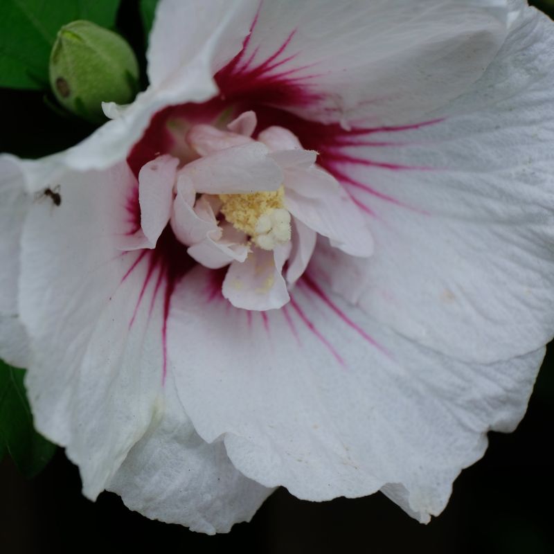 First Editions Bali Rose of Sharon image