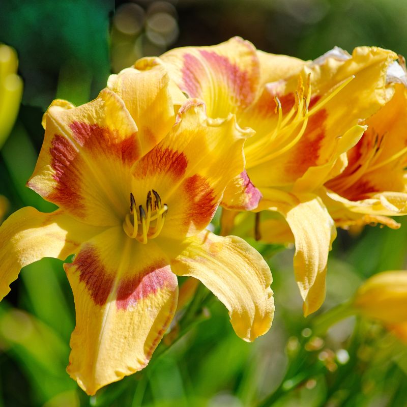 Rainbow Rhythm Tiger Swirl Daylily image