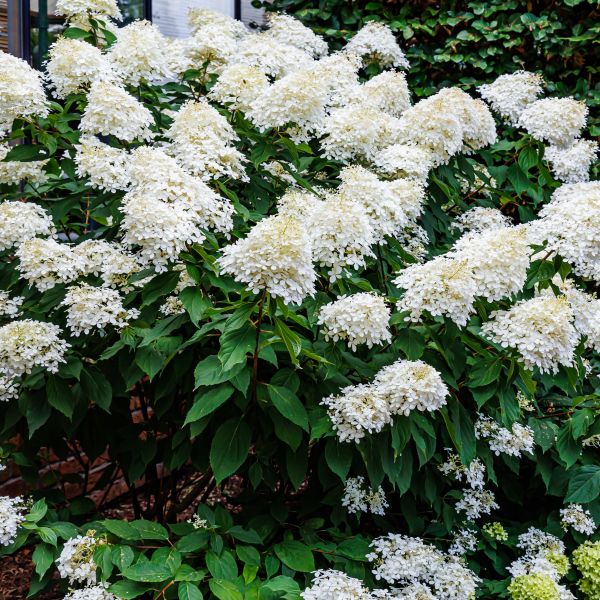 Endless Summer Blushing Bride Hydrangea Hydrangea macrophylla ENDLESS