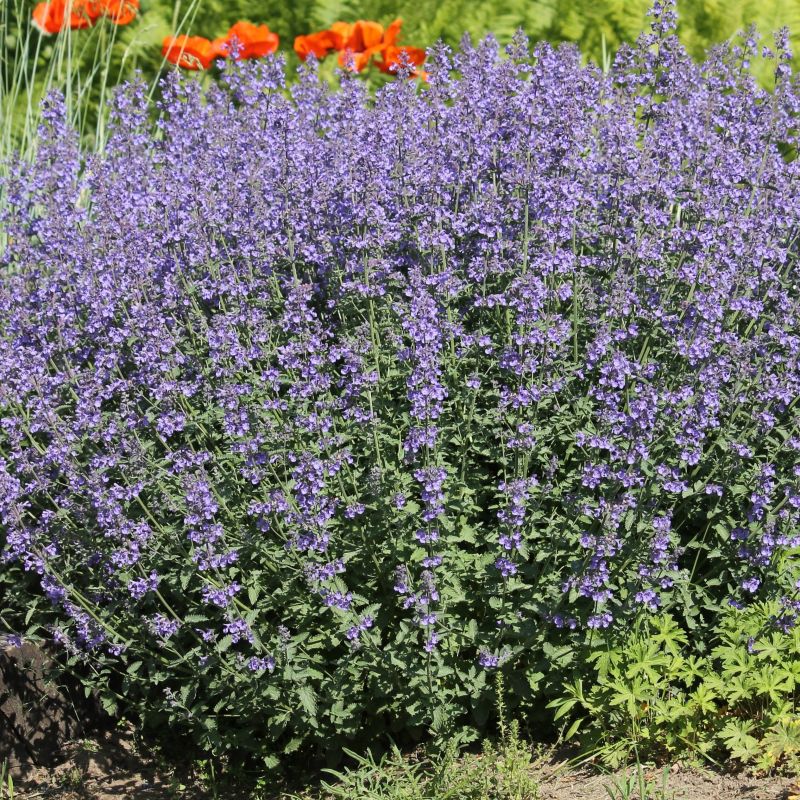 SylvesterBlue Catmint image