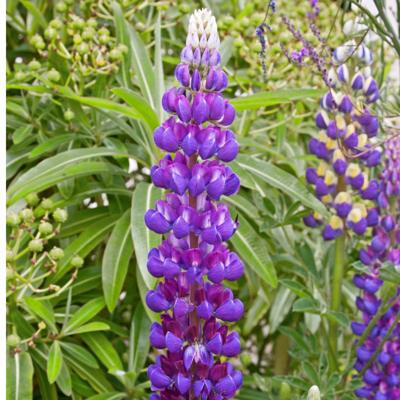 Gallery Blue Lupine image