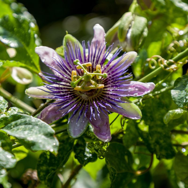 Possum Purple Pasion Fruit Vine image