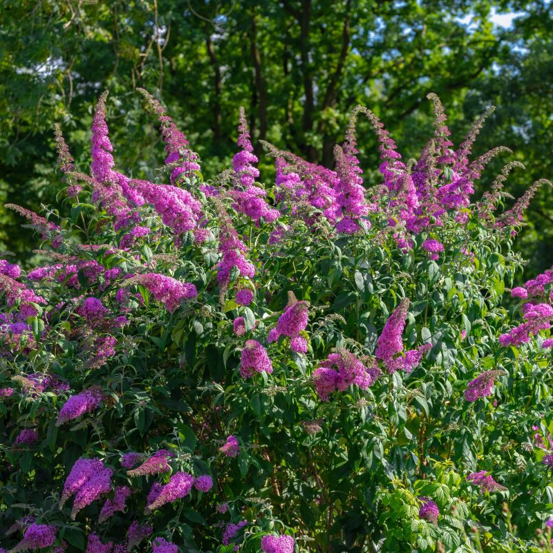 Groovy Grape Butterfly Bush image