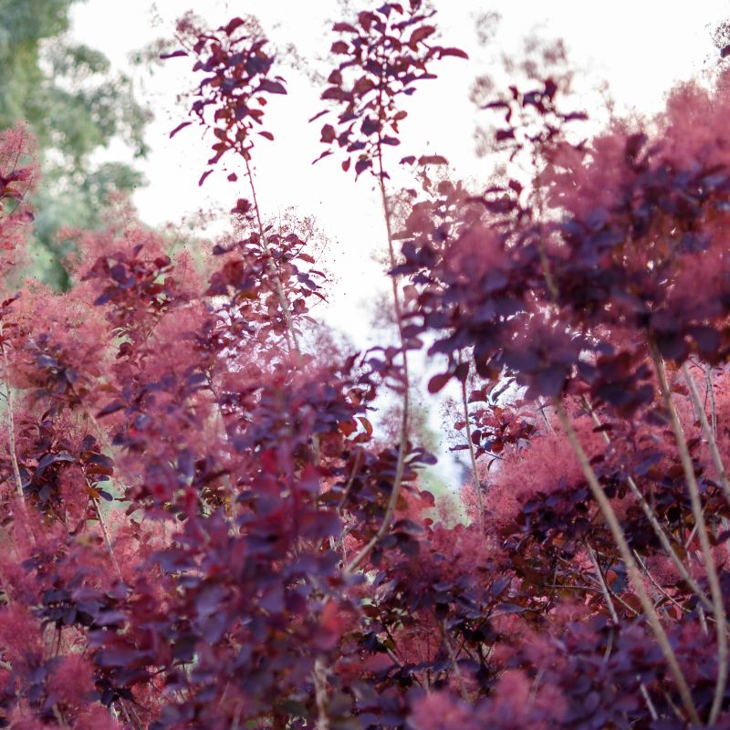 Winecraft Black Smokebush image