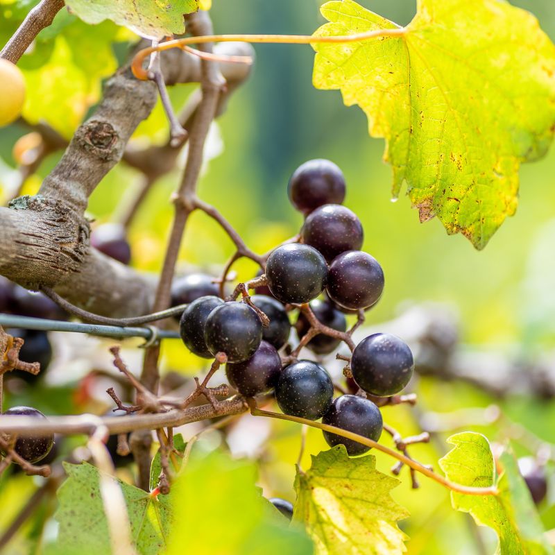 Delicious Muscadine Grape image