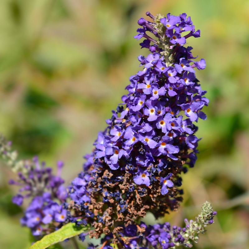 Buzz Midnight Butterfly Bush image