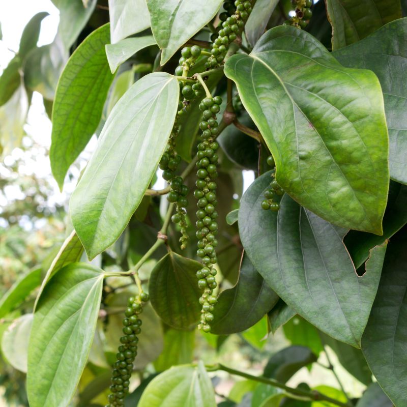 Black Pepper Plant image