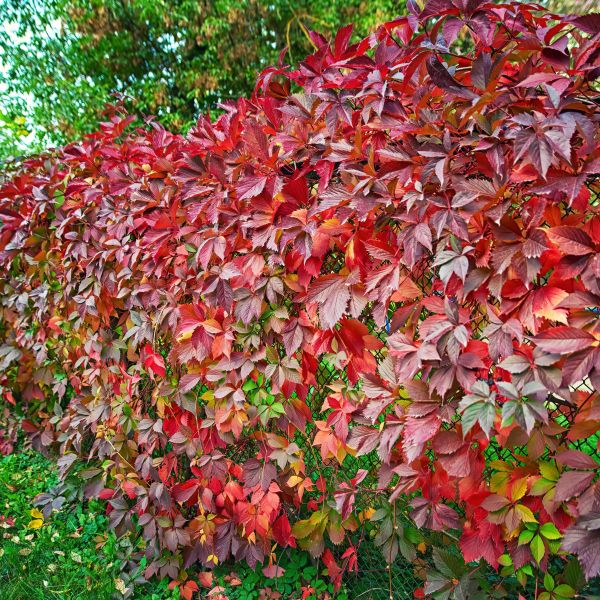 Virginia Creeper (Rutgers NJAES)