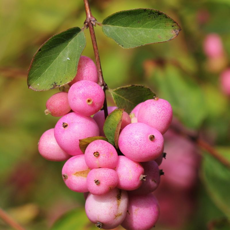 Sweet Sensation Snowberry image