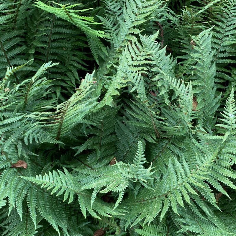 Robust Male Fern image