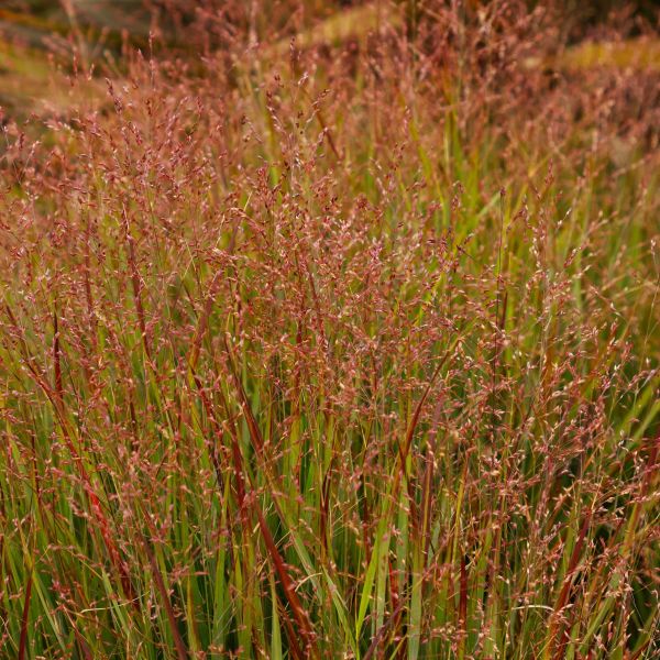 Buy Prairie Winds Cheyenne Sky Red Switch Grass Online