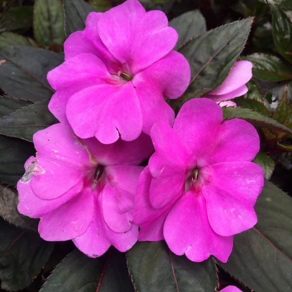 Sunpatiens® 'Compact Purple' image