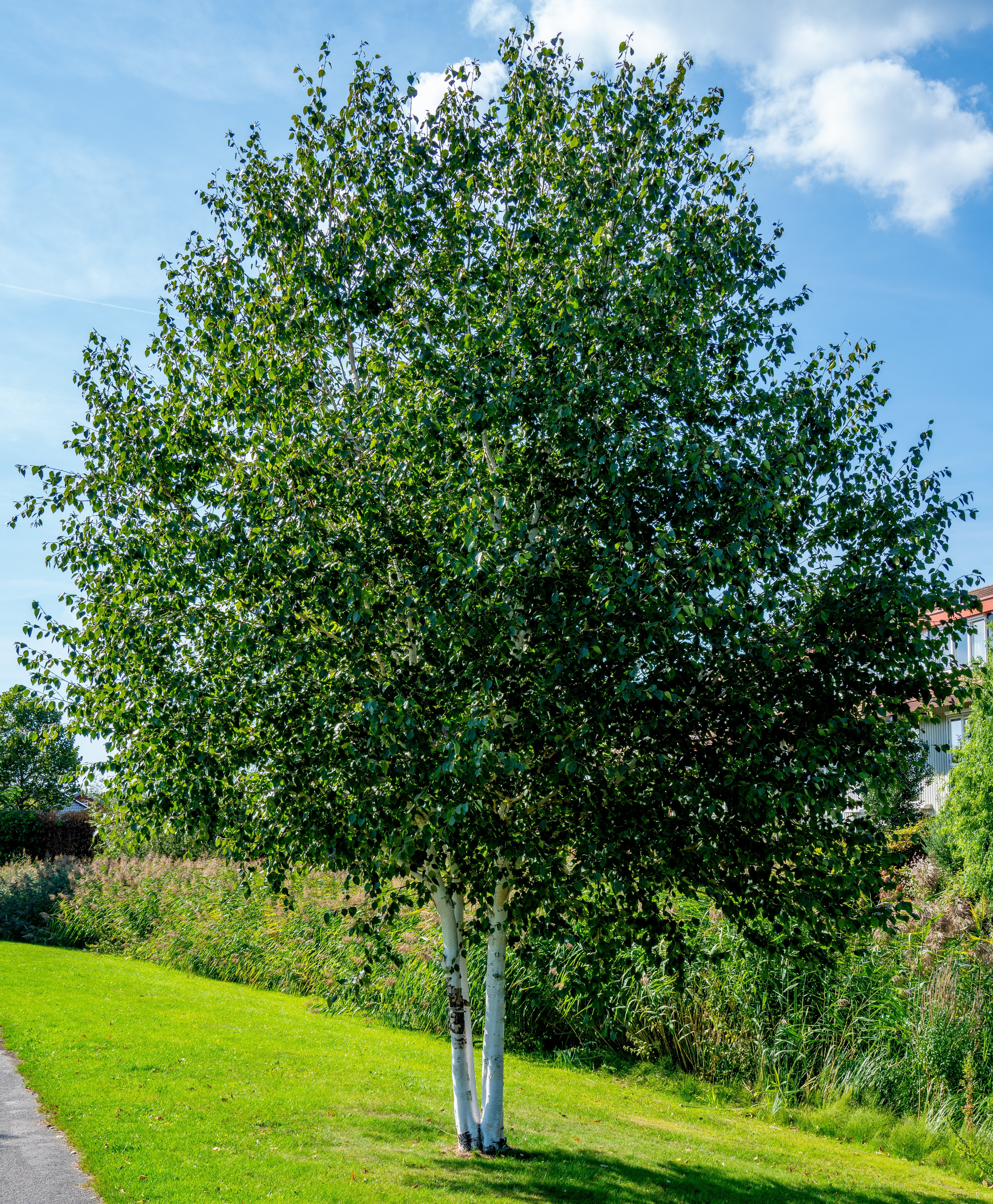 Paper Birch image