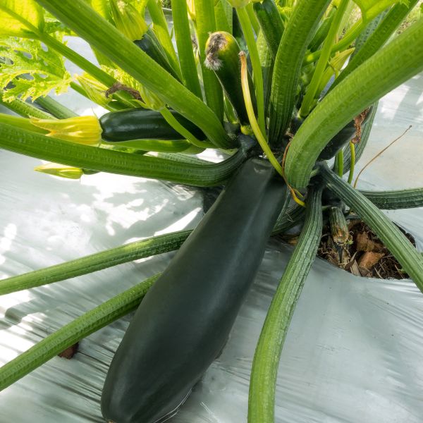 Zuchinni Black Beauty image