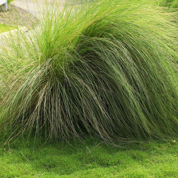 Deer grass shop