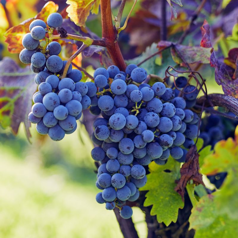 Mars Seedless Grape Vine image
