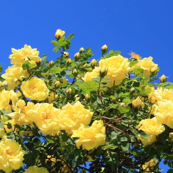 Easy Elegance Yellow Brick Road Rose image