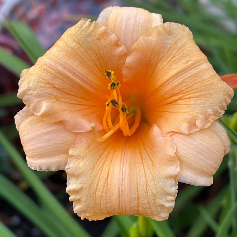 Daylily Orange Smoothie image