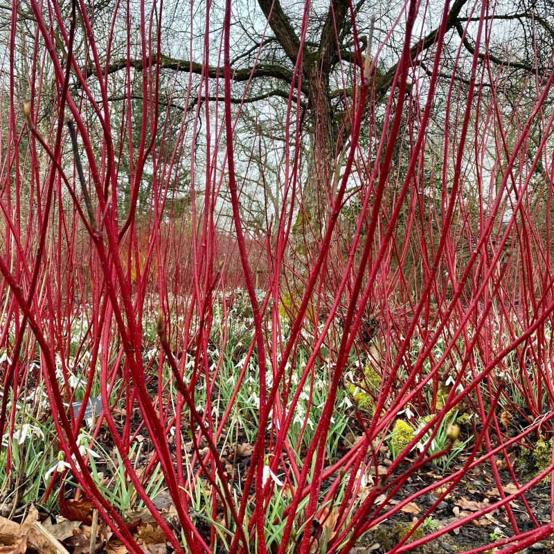 Cayenne Dogwood image