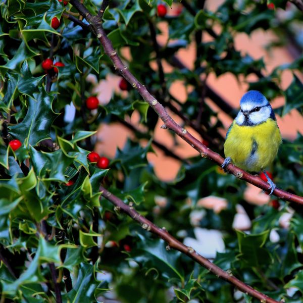 Blue Maid Meserve Holly image