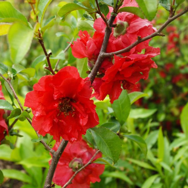 Red Quince Shrubs for Sale