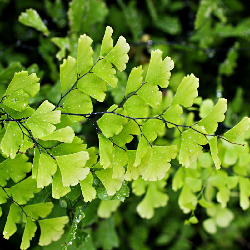 Maiden Hair Fern image