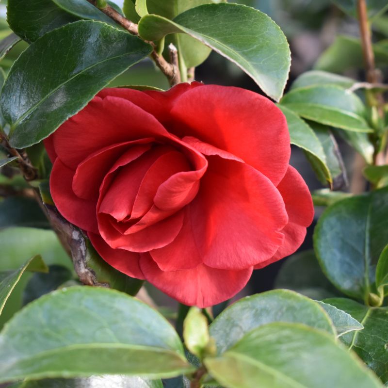 Tom Knudsen Camellia image
