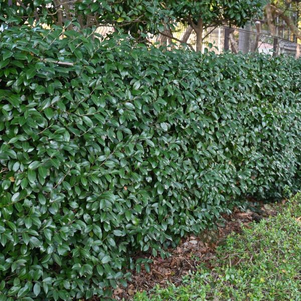 Chestnut Hill Cherry Laurel, Sooner Plant Farm