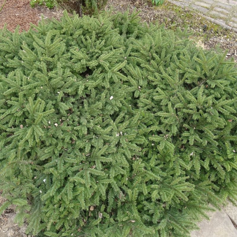 Dwarf Norway Spruce image