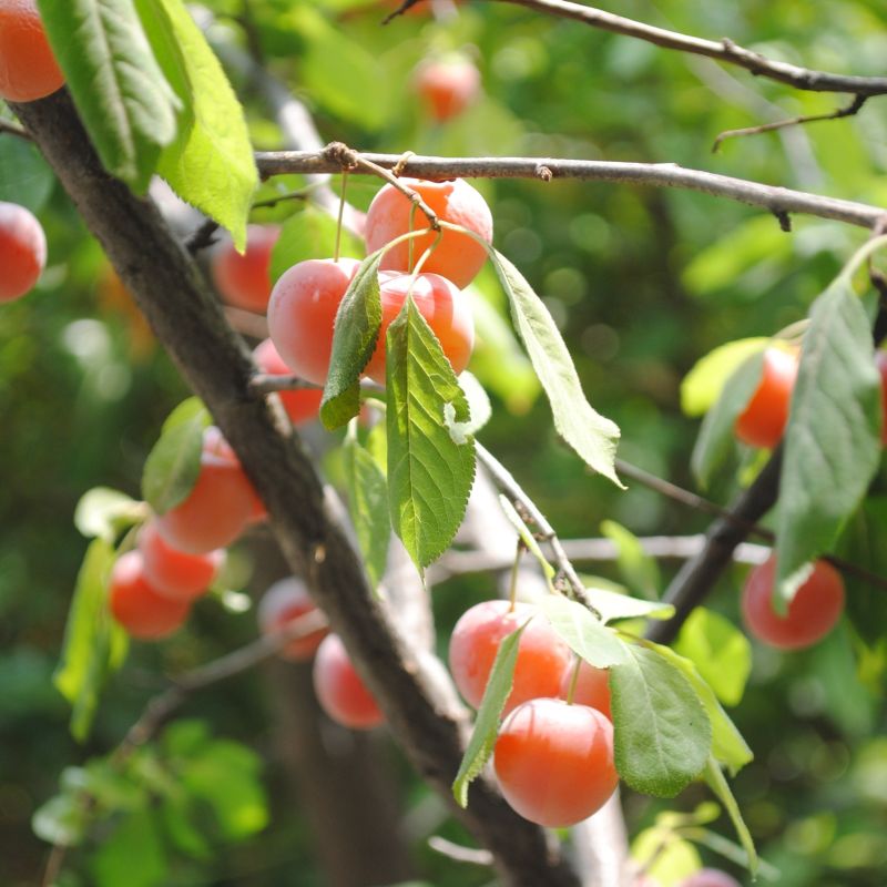 Chickasaw Plum image