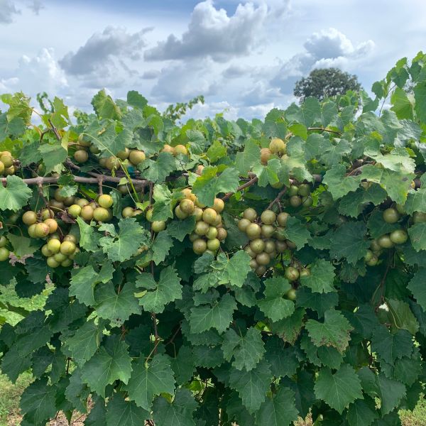 Carlos Muscadine Grape Vine image