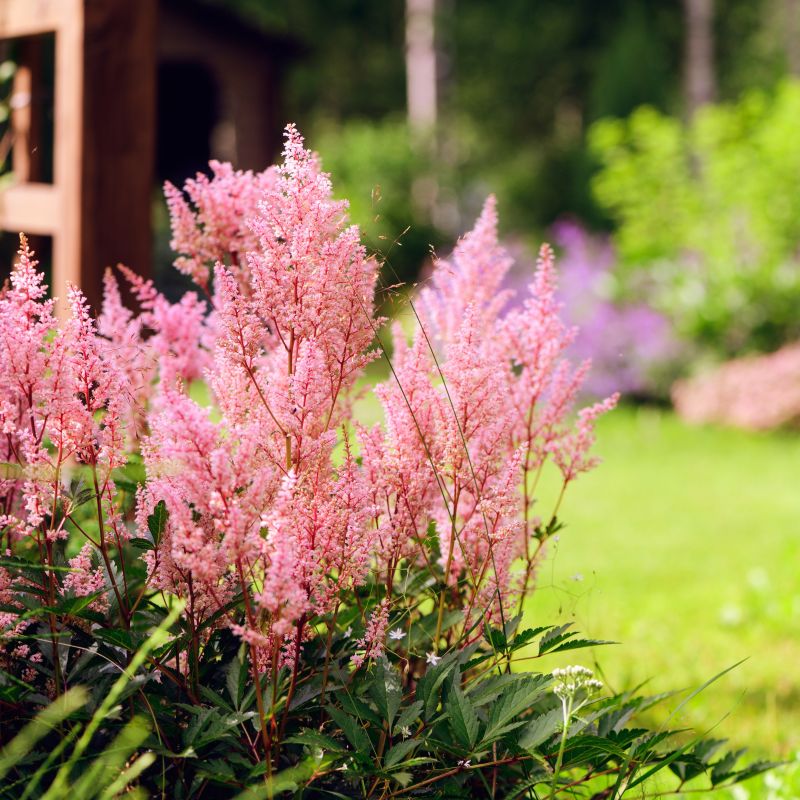 Hennie Graafland Astilbe image