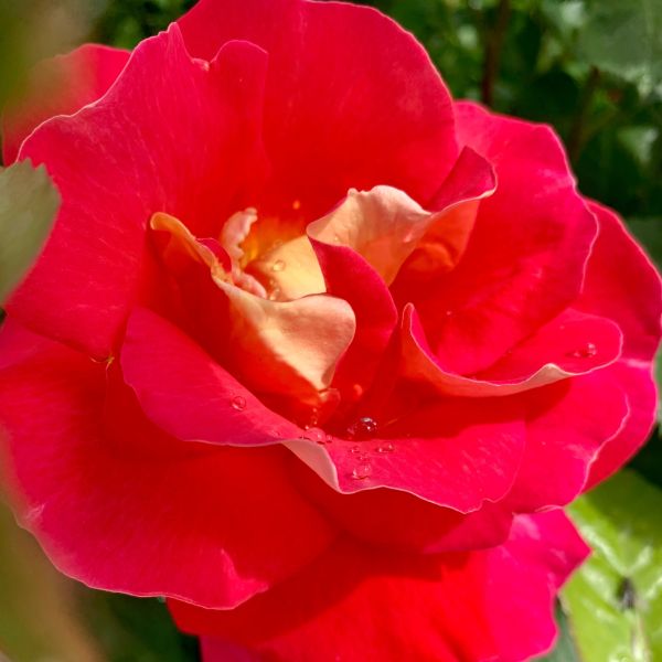 Ketchup & Mustard Floribunda Rose Rosa 'WEKzazette' Vibrant Blooms