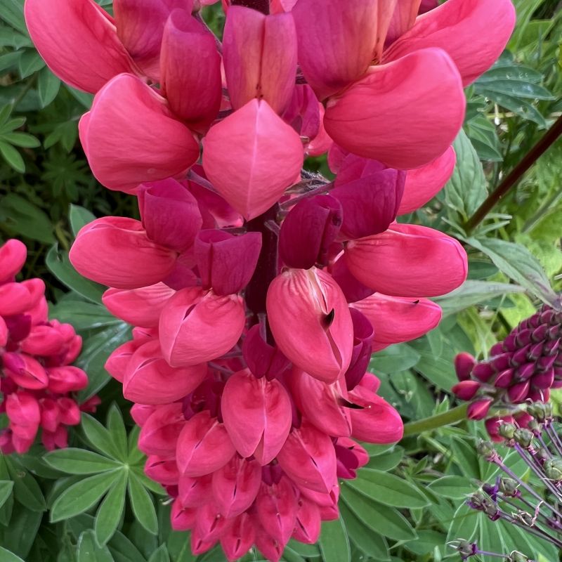Gallery Red Lupine image