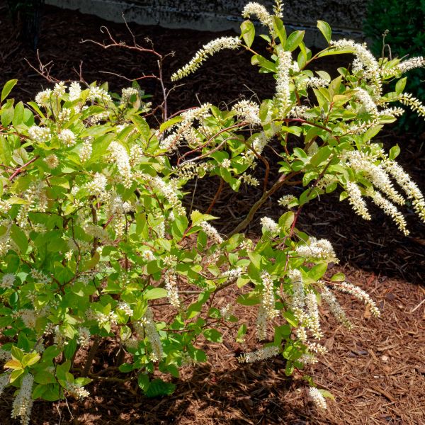 Little Henry Virginia Sweetspire image