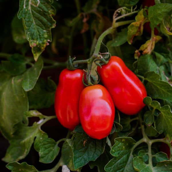 Tomato San Marzano image