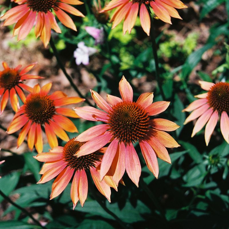 Cheyenne Spirit Coneflower image