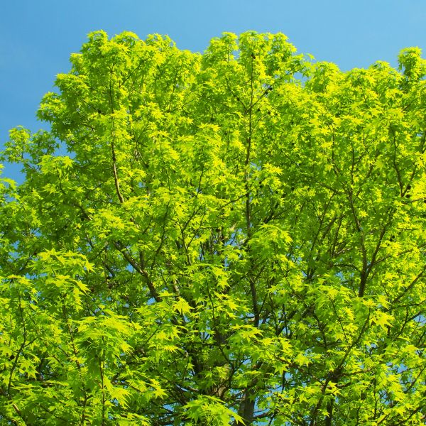 Sweet Gum image