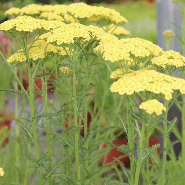 Sunny Seduction Yarrow image