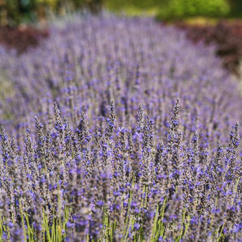 English Munstead Lavender image