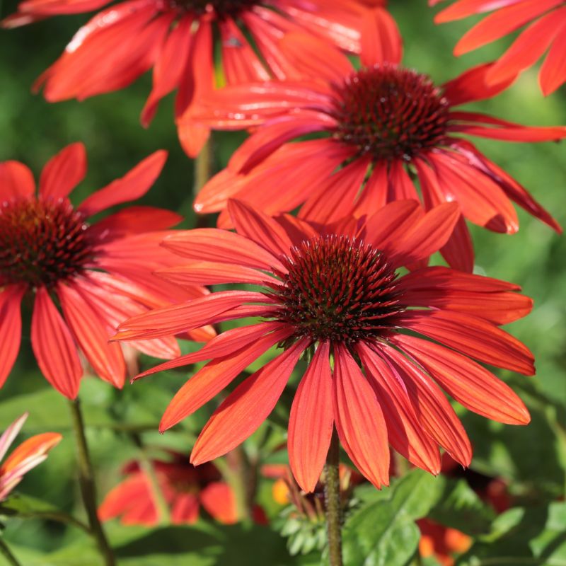 Artisan Red Ombre Coneflower image
