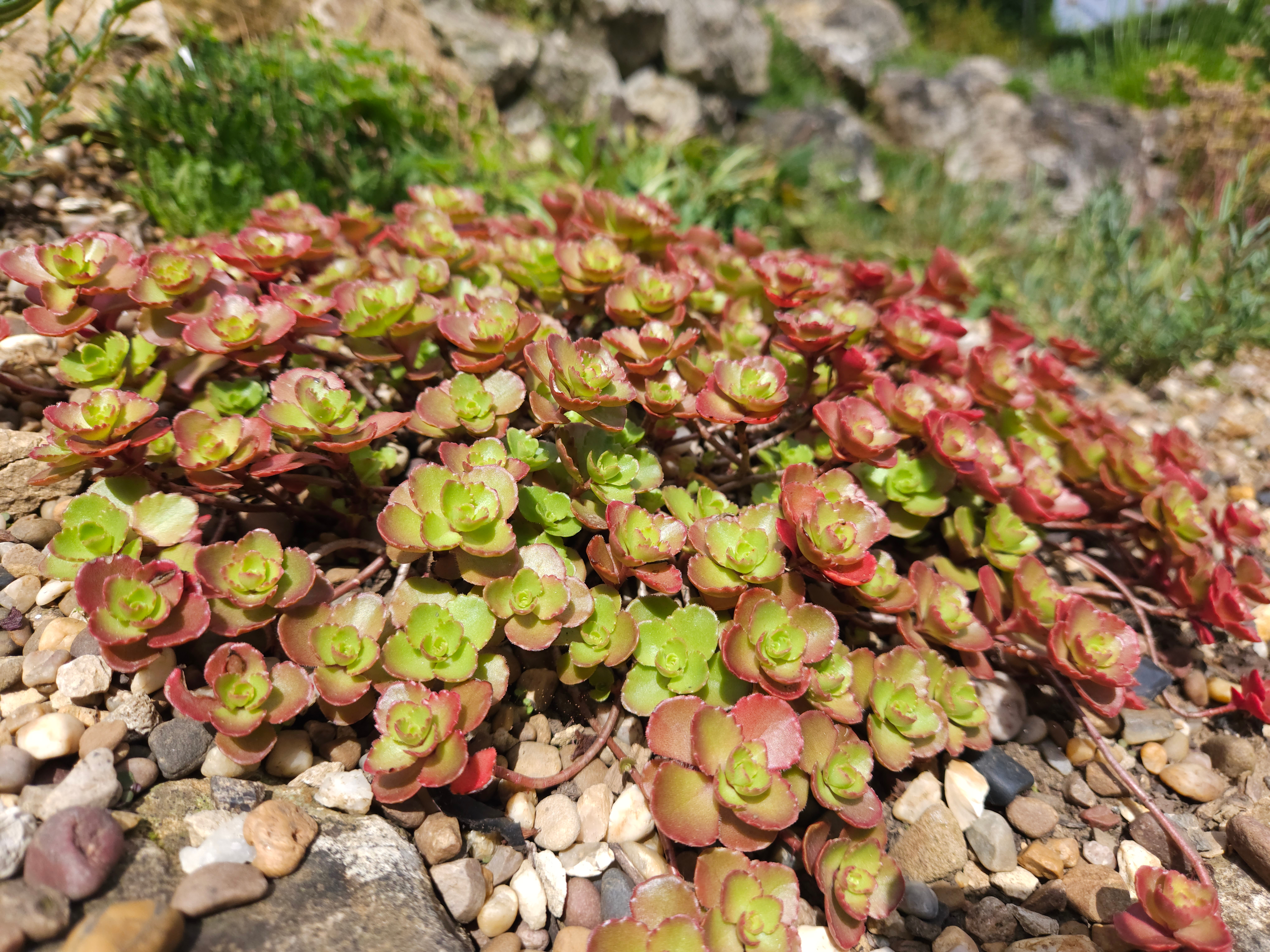 Flaming Carpet Sedum image