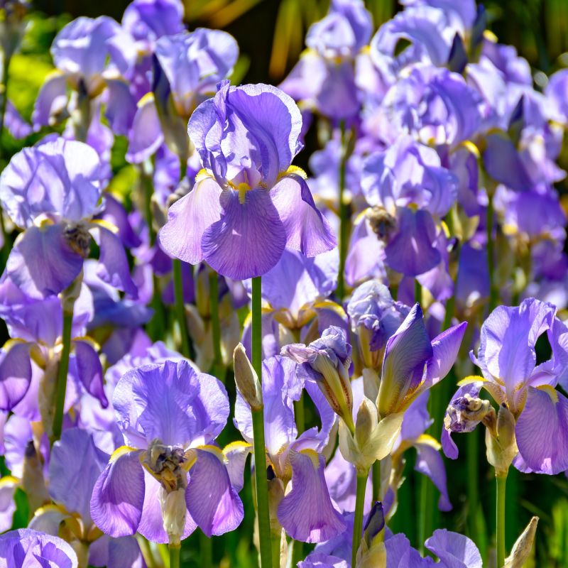 Victoria Falls Iris image