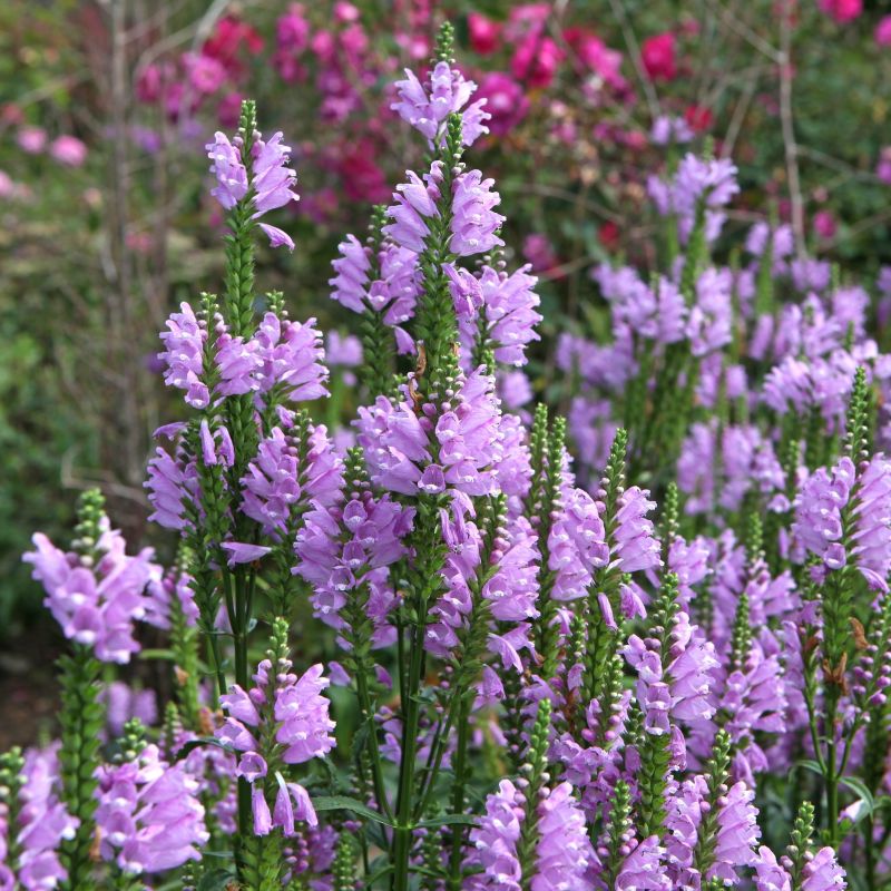 Pink Manners Obedient Plant image