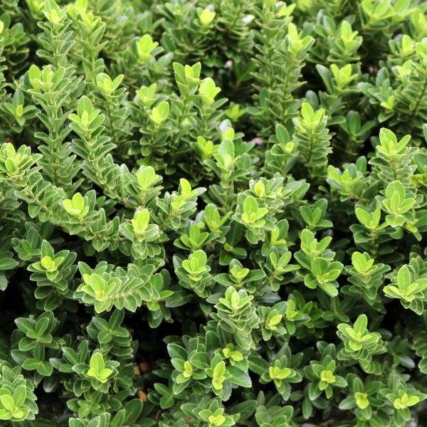 Green Velvet Boxwood - Buxus x 'Green Velvet