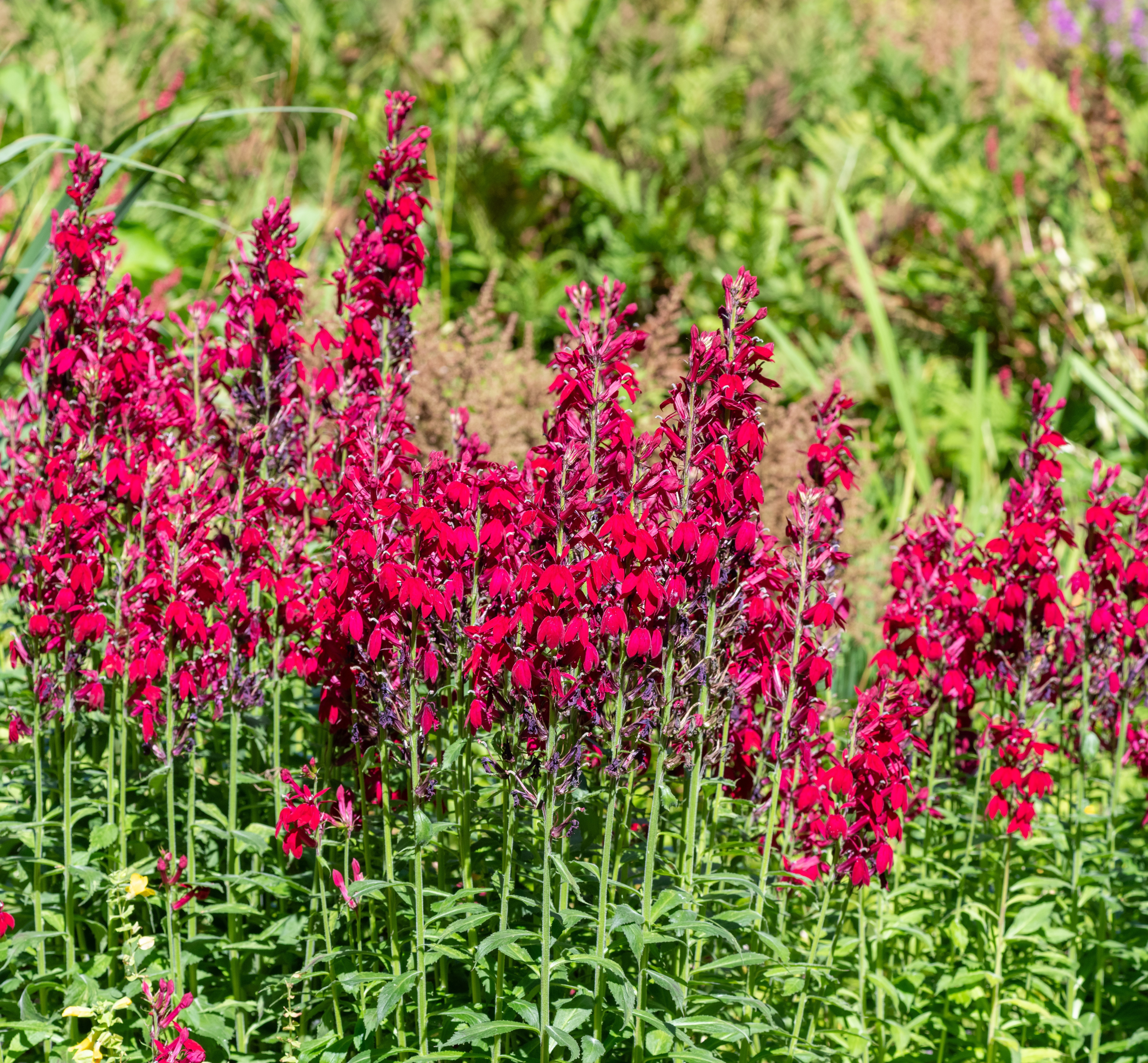 Cardinal Flower image