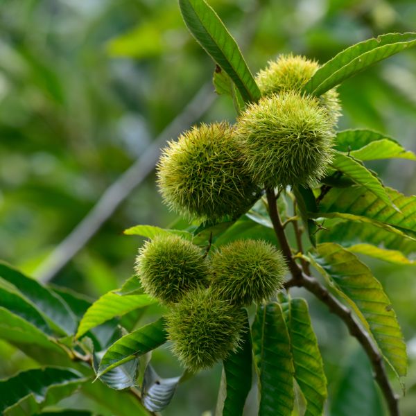 Chinese Chestnut image