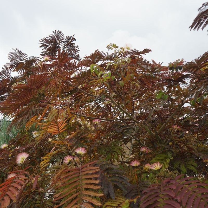 Summer Chocolate Mimosa Tree image